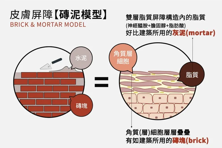 神經醯胺 皮膚保護 